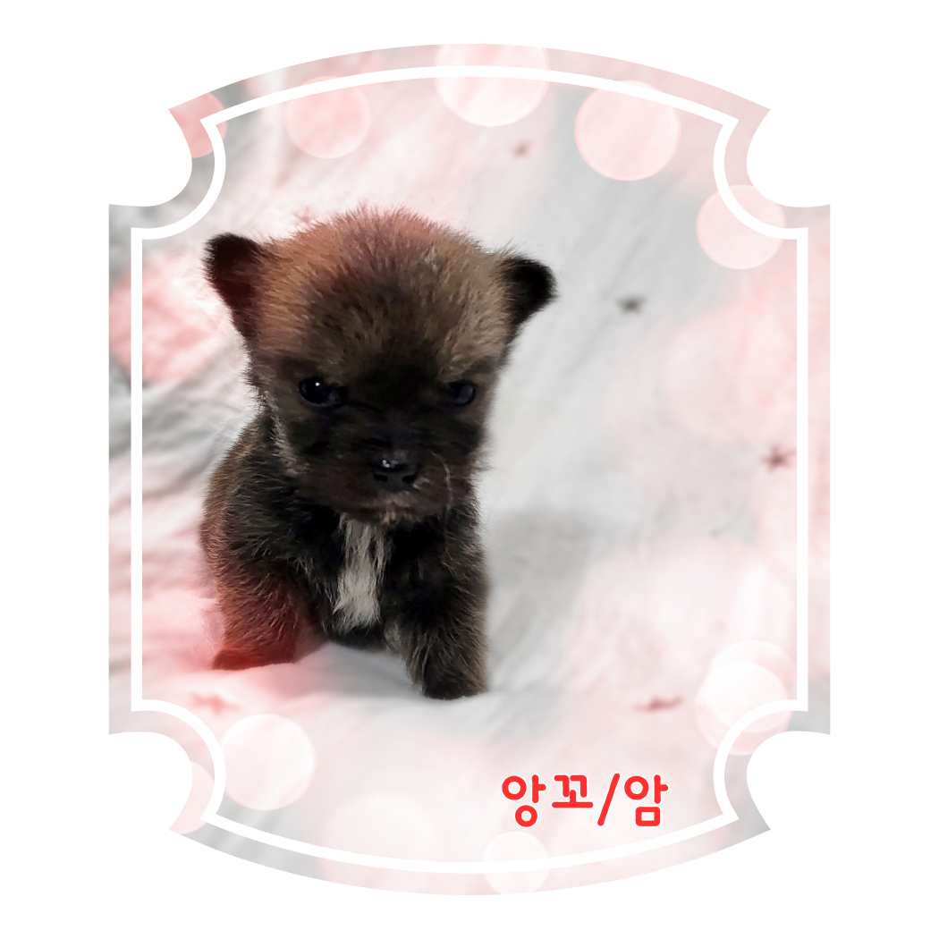 군산유기동물보호센터_445467202400159